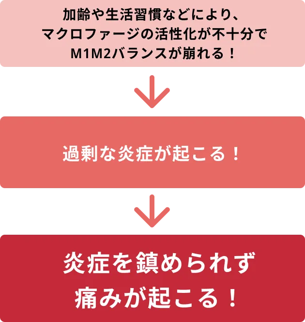 加齢や生活習慣などにより、マクロファージの活性化が不十分でM1M2バランスが崩れる！→過剰な炎症が起こる！→炎症を鎮められず痛みが起こる！