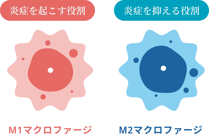 「炎症」をコントロールする免疫細胞「マクロファージ」炎症を起こす役割→M1マクロファージ。炎症を抑える役割→M2マクロファージ。