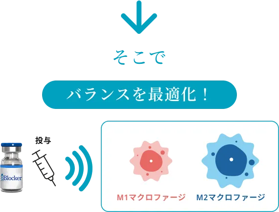 そこでi-Blockerを投与し、M1マクロファージとM2マクロファージのバランスを調整して頭痛の原因である炎症を抑制させます。